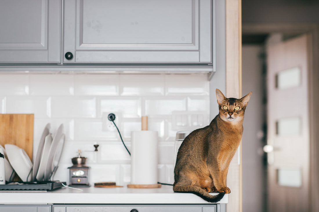 Abyssinian Cat Breed Profile: Ancient Roots, Playful Nature & Care