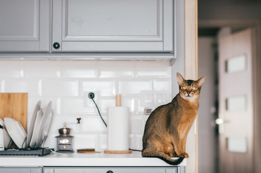Abyssinian Cat Breed Profile: Ancient Roots, Playful Nature & Care