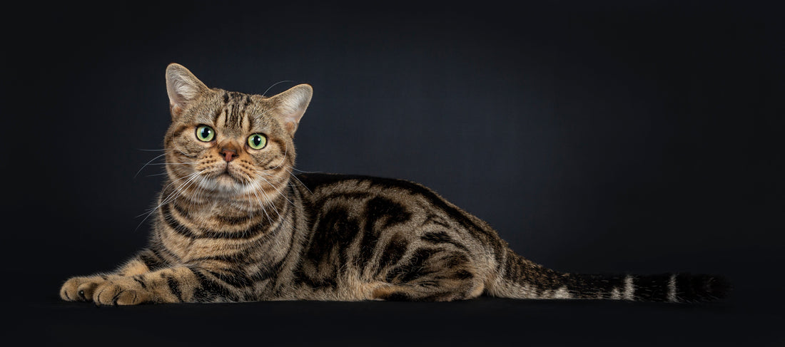American Shorthair Cat Breed Profile: History, Traits & Care