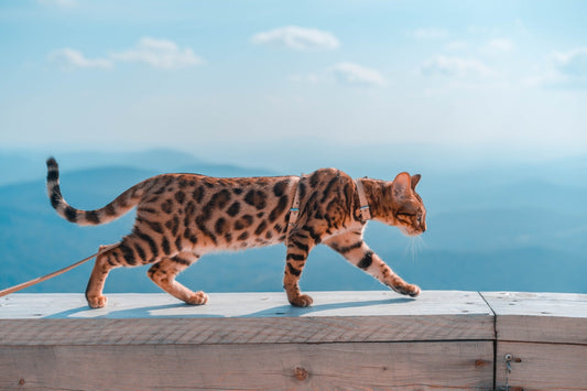 A Bengal cat on a leash walking along a wooden railing with a mountain landscape in the background.