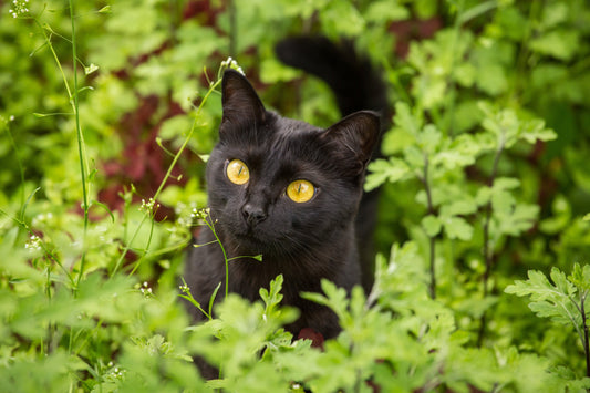 Bombay Cat Breed Profile: History, Appearance & Care
