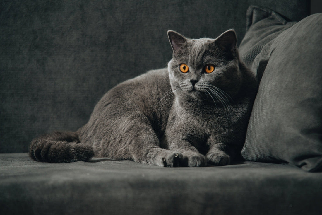 A British Shorthair cat with vivid orange eyes resting on a dark grey sofa.