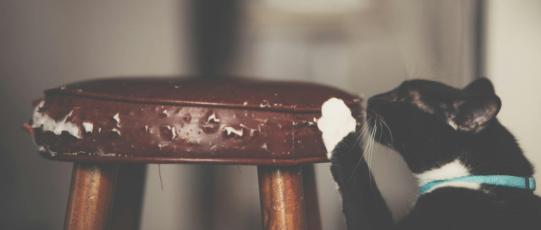 A black-and-white cat with a teal collar scratching the edge of a worn, brown leather stool, showing signs of damaged furniture caused by cat scratching behavior.