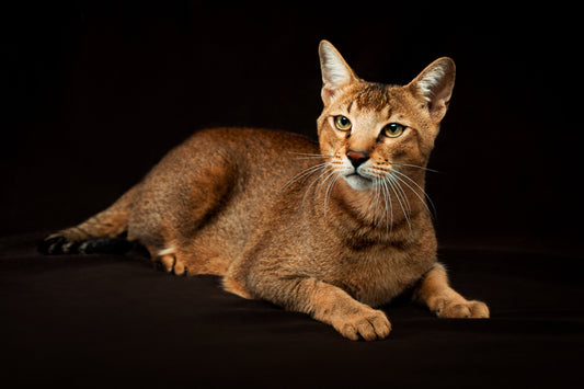 Chausie Cat Breed Profile: Traits, History & Care