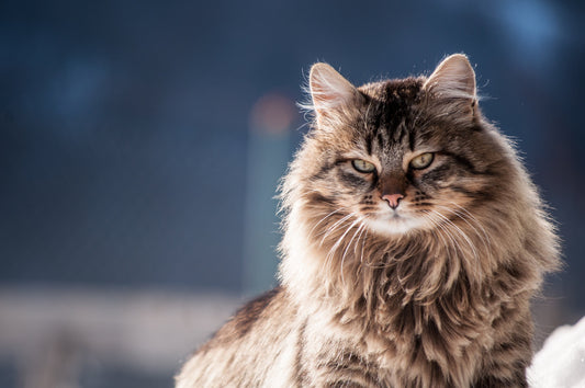 Domestic Longhair Cat Breed Profile: History, Appearance & Care