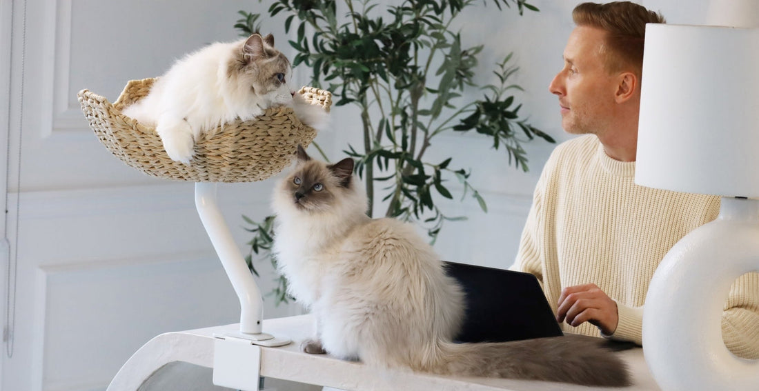Two Siberian cats with an ERGO PURRCH® desk-mounted perch featuring a woven basket bed, while a man works on a laptop nearby.
