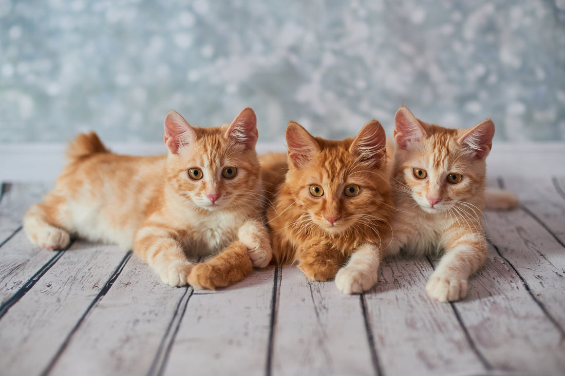 Three American Bobtail kittens lying side by side on a white wooden floor.