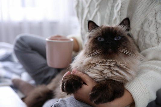 A fluffy Balinese cat with blue eyes being held by a person with a mug in hand.