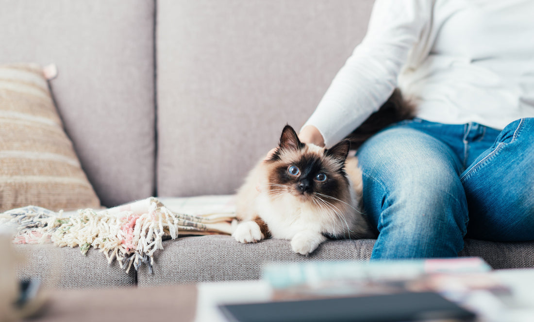 Birman Cat Breed Profile: History, Traits & Care