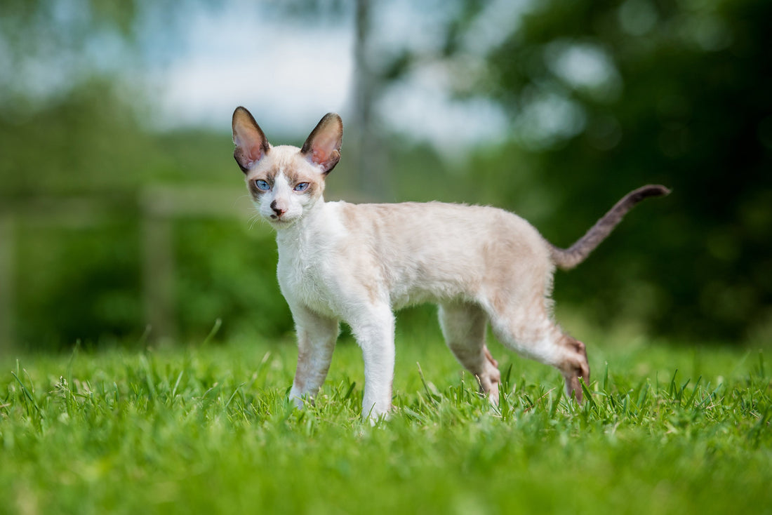 A Cornish Rex cat with blue eyes and large ears standing on green grass outdoors.