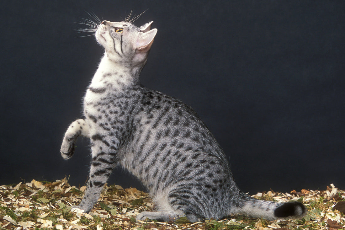 Egyptian Mau Cat Breed Profile: Traits, History & Care