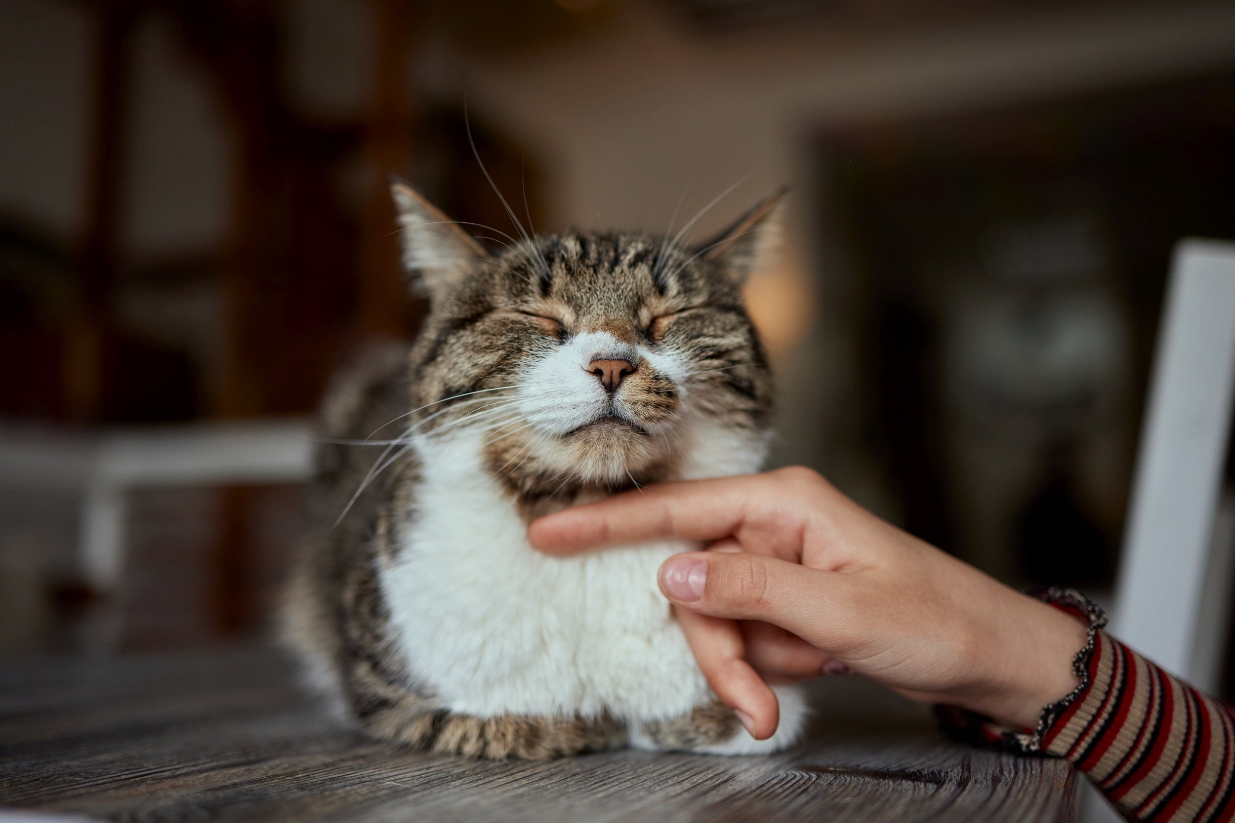 European Shorthair Cat: Traits, Care & Profile | ERGO PURRCH®