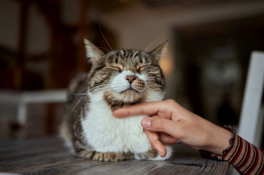 An European Shorthair cat with eyes closed contentedly while a person strokes its chin.