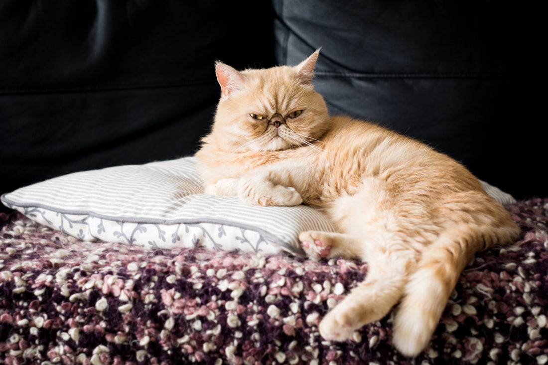 Exotic Shorthair Cat Breed Profile: Traits, History & Care