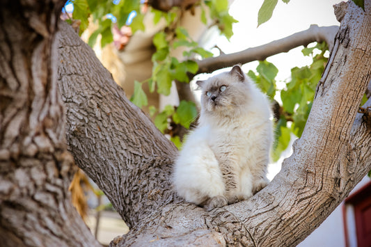 Himalayan Cat Breed Profile: History, Traits & Care