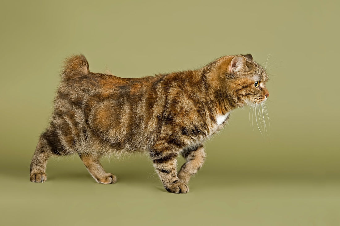 A Manx cat with a short bobbed tail walking in profile against an olive green background.