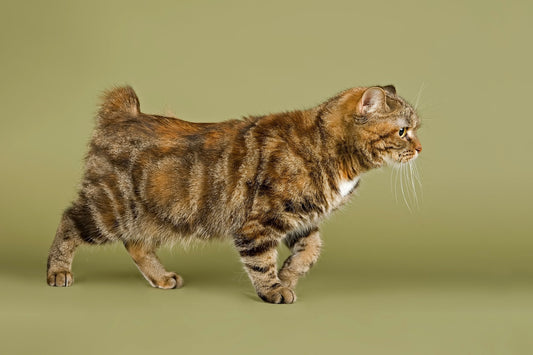A Manx cat with a short bobbed tail walking in profile against an olive green background.