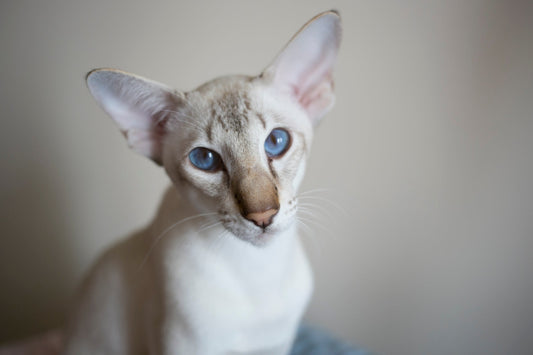 An Oriental Shorthair cat with striking blue eyes and large ears against a neutral background.
