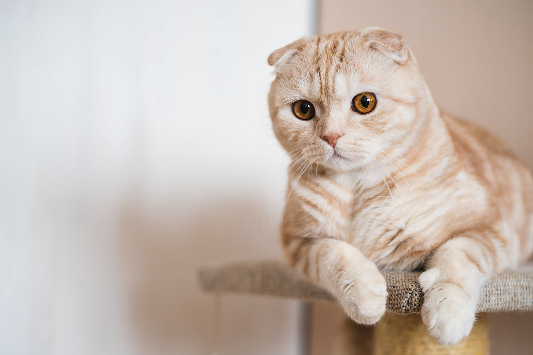 Orange Scottish Fold Cat