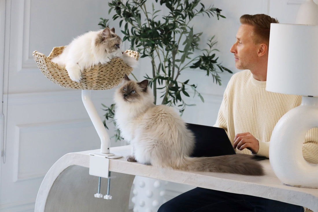 Desk-mounted ERGO PURRCH® cat bed creating shared living space in a small apartment home office.