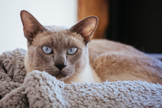 Tonkinese Cat Breed Profile: Traits, History & Care