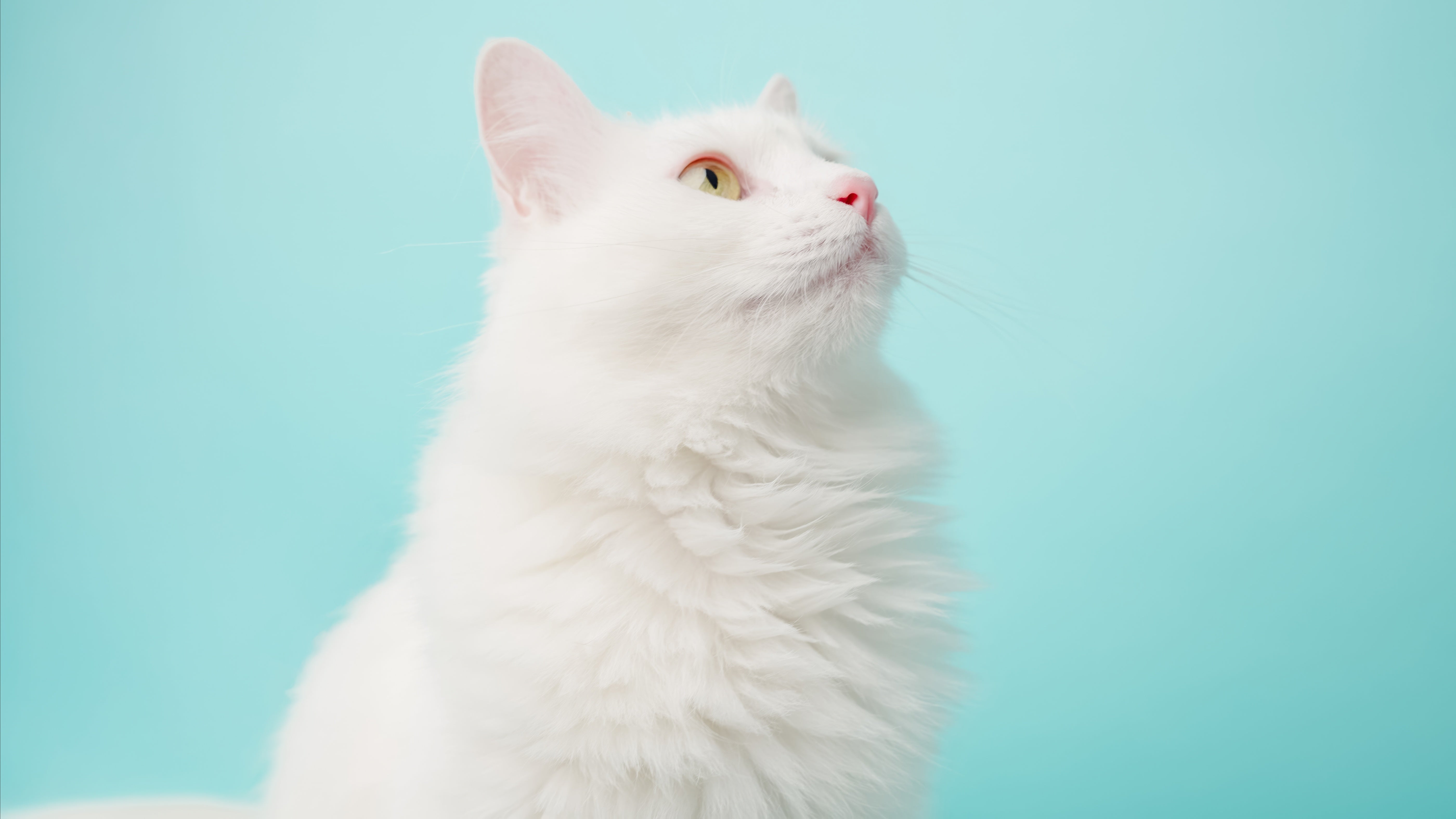 Turkish Angora Cat Breed Profile | ERGO PURRCH
