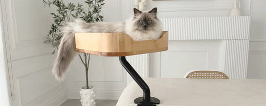 Fluffy cat lounging comfortably in a sleek, desk-mounted wooden cat bed, showcasing a modern, ergonomic design. The bed is supported by a sturdy black arm attached to a white curved desk, blending seamlessly with the elegant and minimalistic room decor.