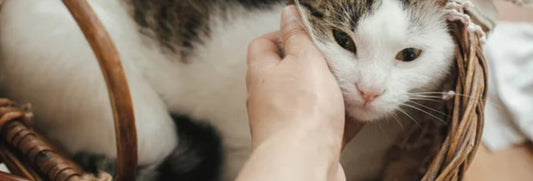 A white and tabby cat resting inside a wicker basket while a person gently scratches under its chin.