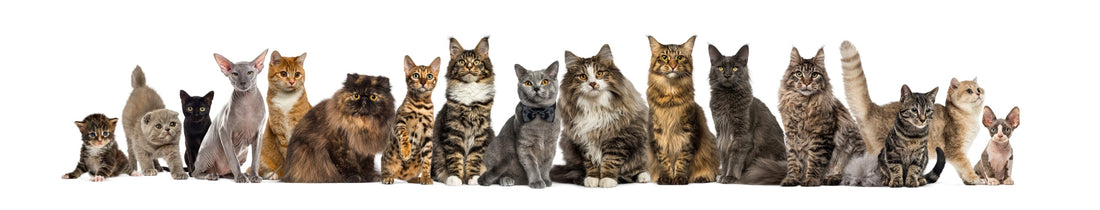 A lineup of various cat breeds of different sizes and coat types posed together against a white background.