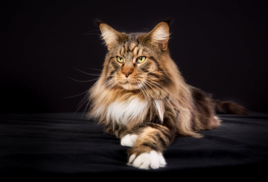 Maine Coon Cat Breed Profile: Origins, Size & Care