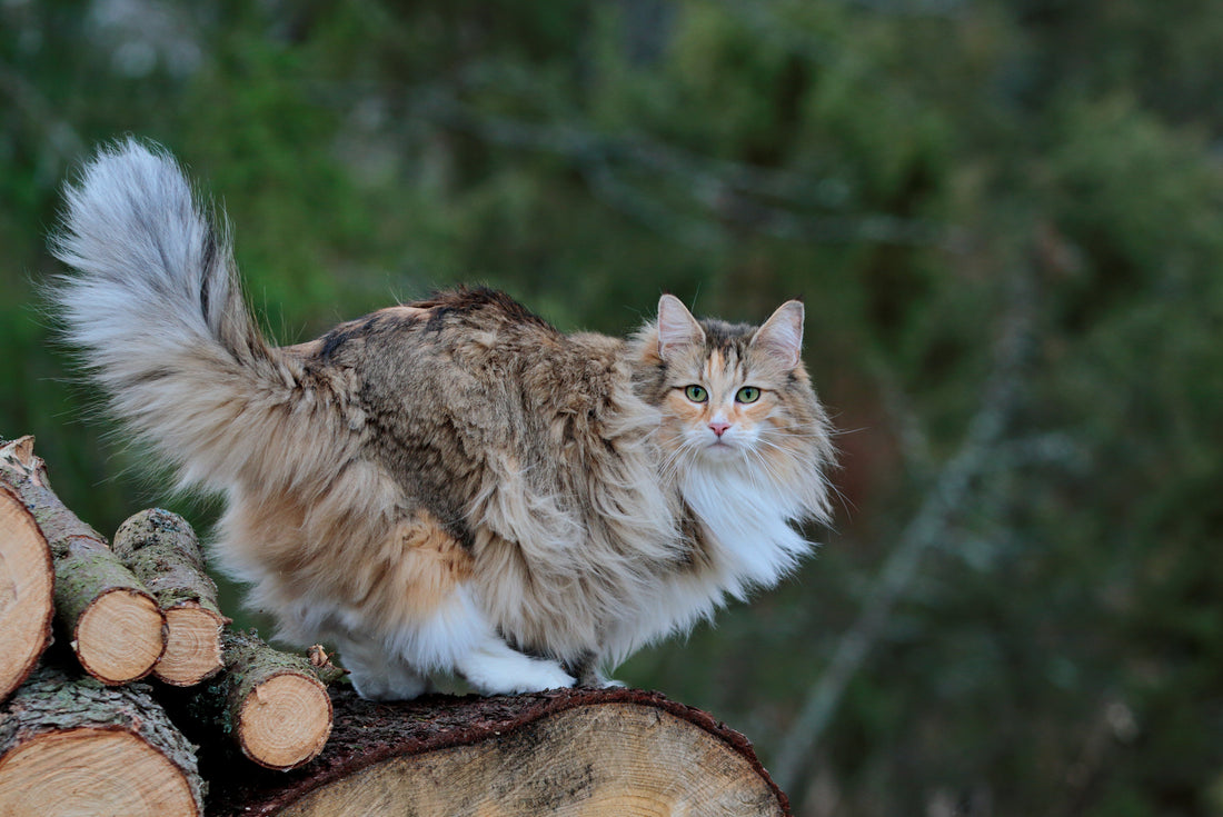 Norwegian Forest Cat Breed Profile: Viking Heritage, Traits & Care