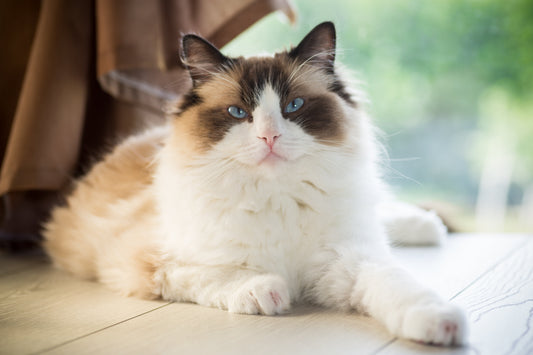 Ragdoll Cat Breed Profile: Origins, Personality & Care