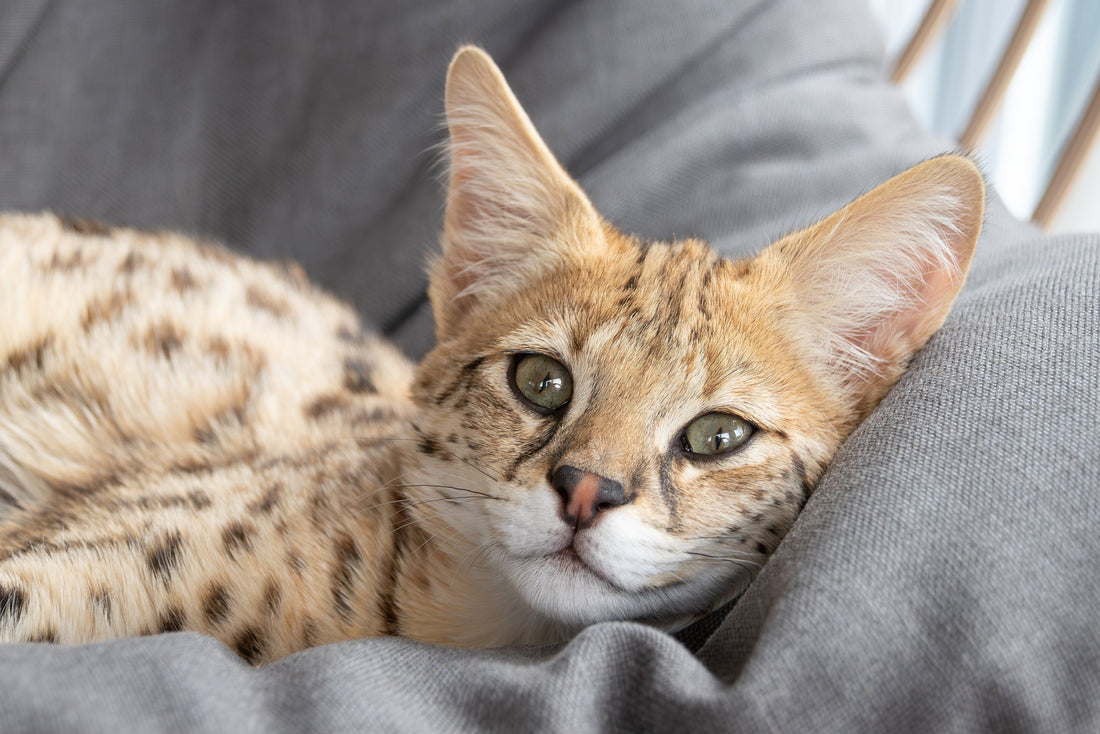 Savannah Cat Breed Profile: Traits, History & Care