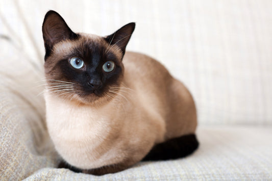 Siamese Cat Breed Profile: History, Characteristics & Care