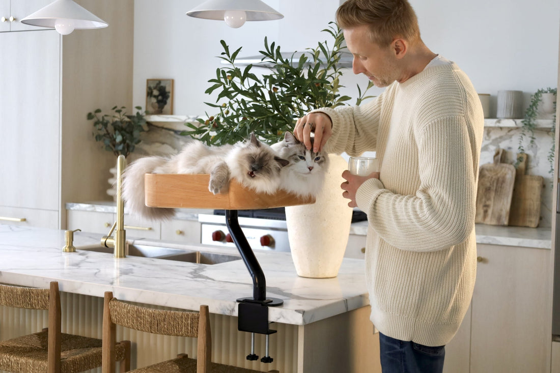 Siberian Cat Breed Profile: Forest Origins, Traits & Care