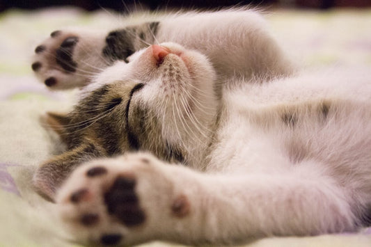 A tabby cat sleeping on its back with all four paws stretched out.