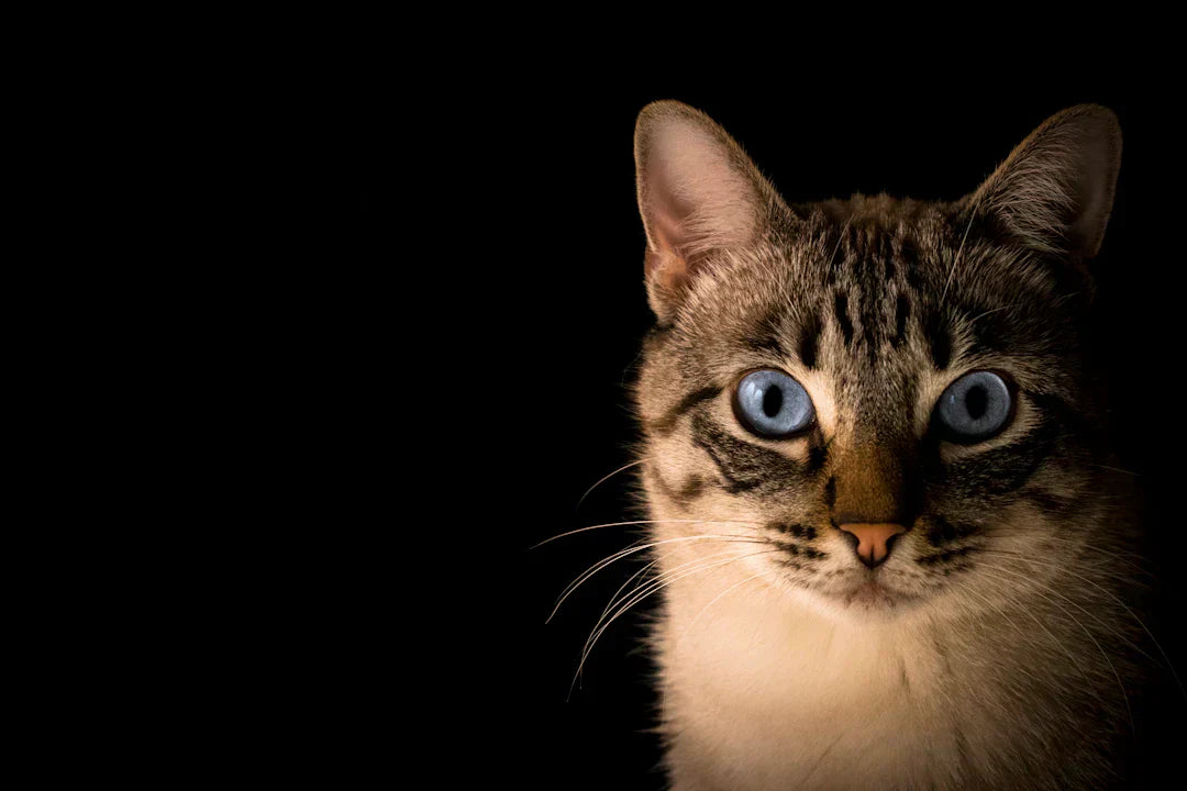 Close-up portrait of a tabby cat with blue eyes against a black background.