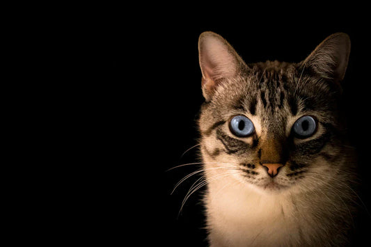Close-up portrait of a tabby cat with blue eyes against a black background.