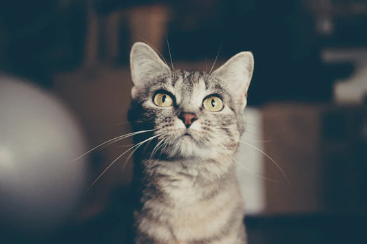 A grey tabby cat with yellow-green eyes looking upward with a curious expression.