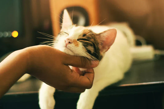 Grooming Your Cat Tips and Techniques for a Happier Feline