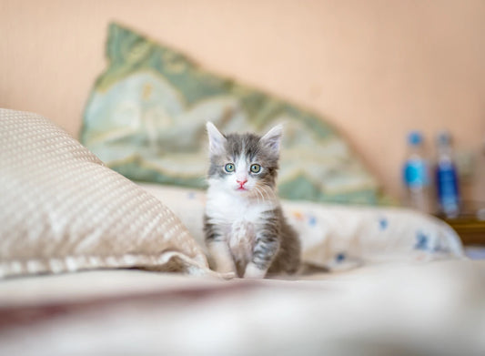 Welcoming a Feline Friend: The Ultimate Guide to Introducing a New Cat to Your Home