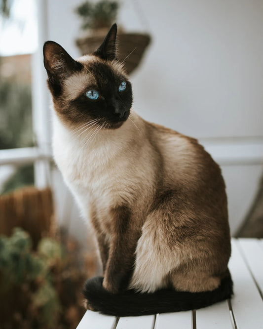 Essential Cat Care Tips Every New Owner Should Know