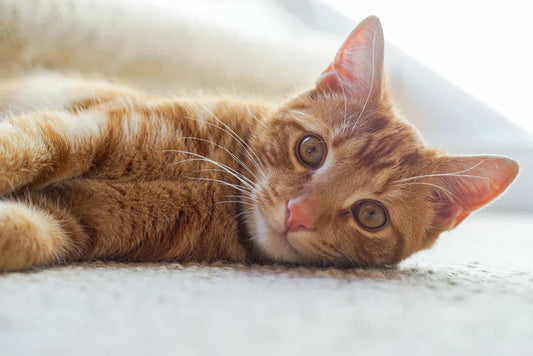 An orange tabby cat lying on its side on a soft carpet, looking directly at the camera.