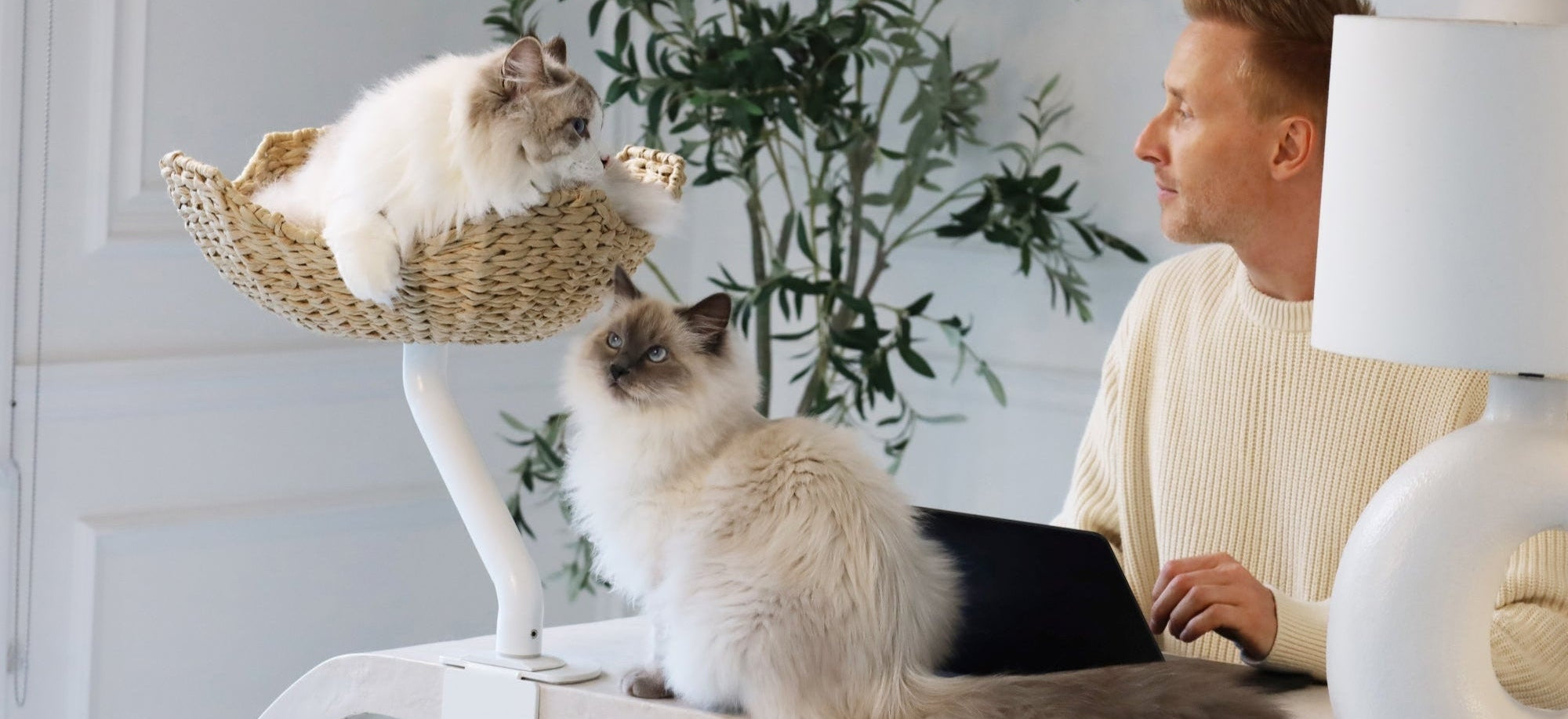 Desk-mounted ergonomic cat bed with a sturdy white adjustable arm and woven nest, securely clamped to a modern white desk. A fluffy long-haired cat lounges in the elevated bed, while another cat sits nearby. The setup showcases a space-saving pet furniture design that blends seamlessly into a stylish workspace.