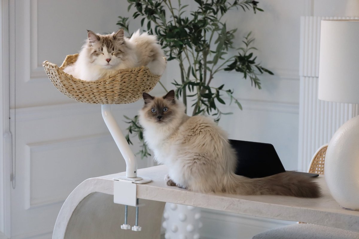 Two fluffy cats in a stylish home office, one lounging in a handwoven cat bed from ERGO PURRCH™ mounted on a white desk, and the other sitting on the desk next to a laptop, with a potted plant in the background.