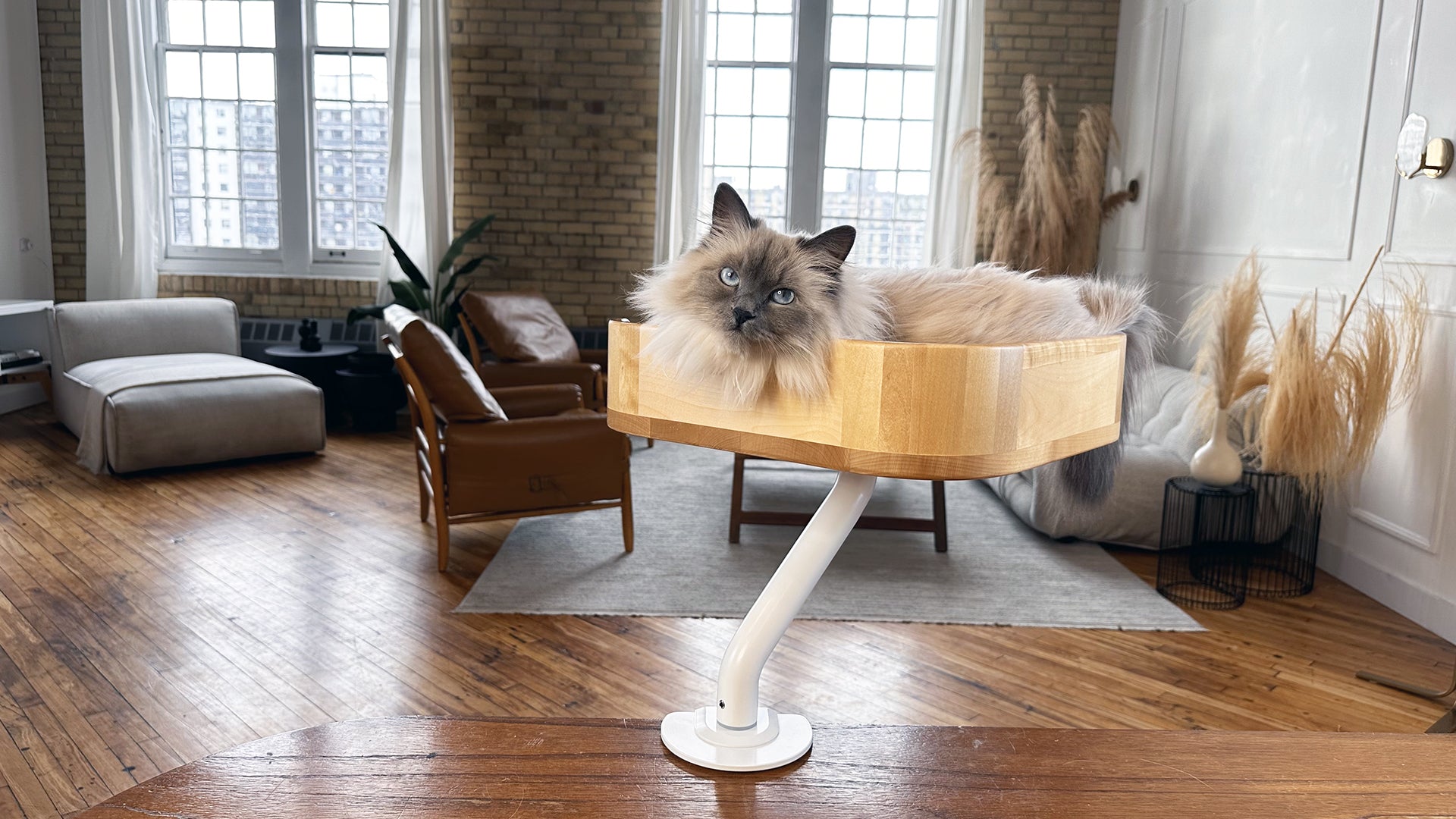 ERGO PURRCH - The Sustainable Desk-Mounted Cat Bed