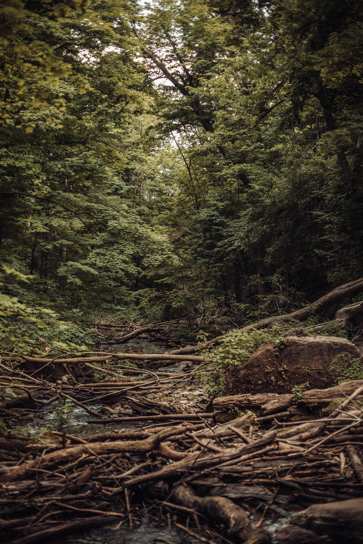 Forest scene with a dense canopy of green foliage, a stream running through the middle, and numerous fallen branches and logs scattered along the forest floor.