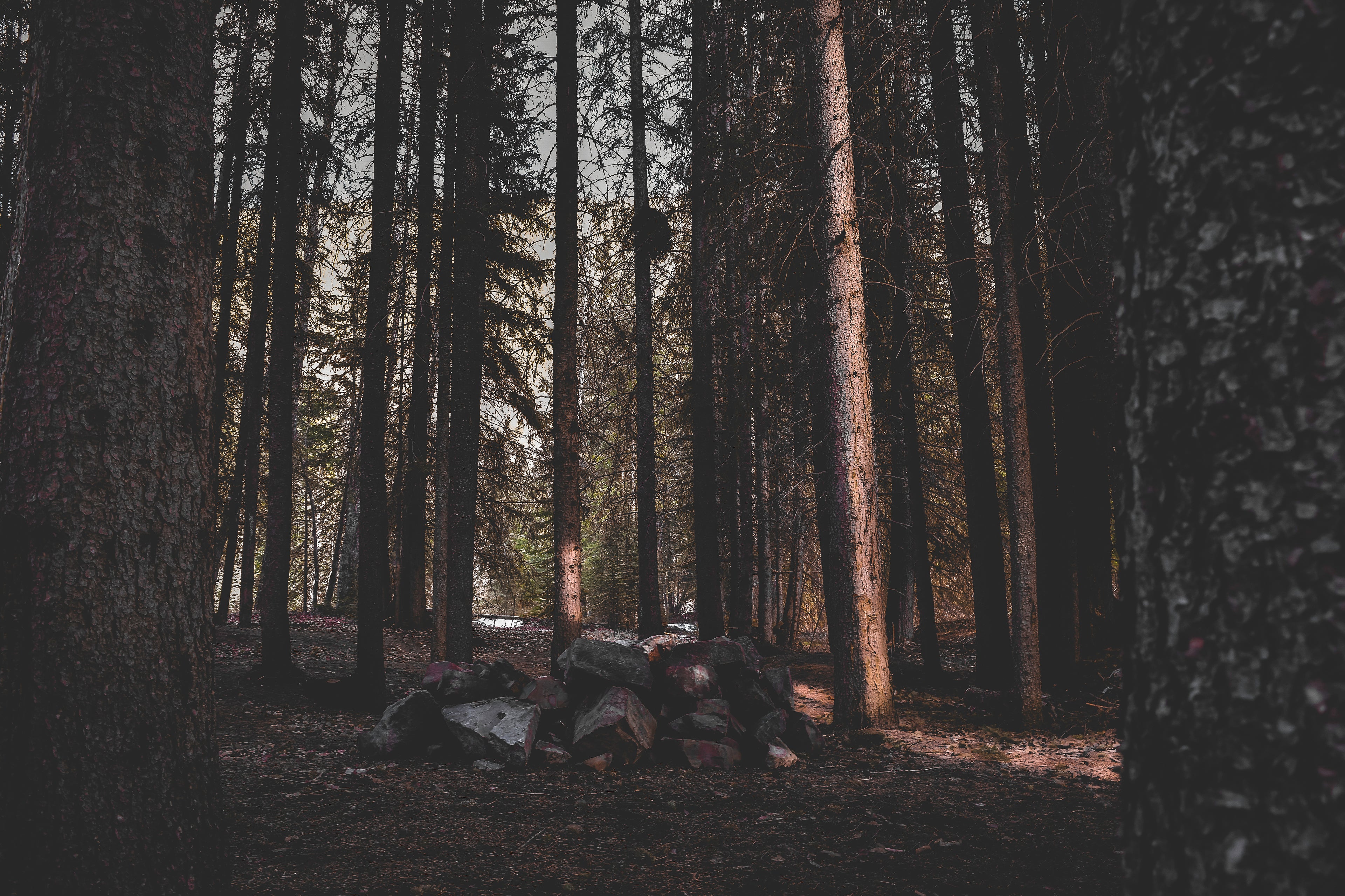 Dark forest scene with tall trees and a pile of rocks on the forest floor, illuminated by a shaft of light breaking through the dense canopy.