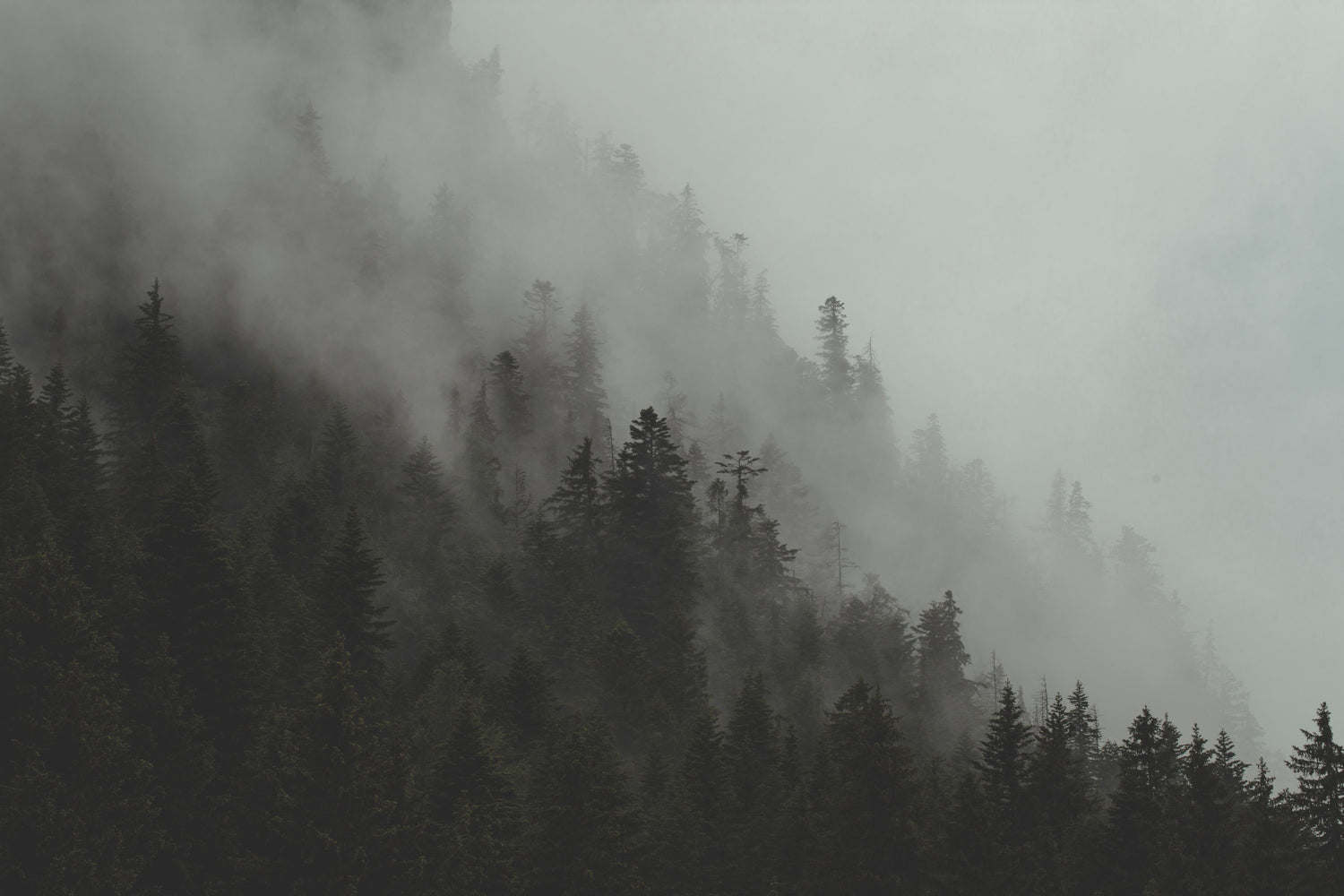 Foggy forested mountainside with dense trees partially obscured by mist, creating a mysterious and serene atmosphere.